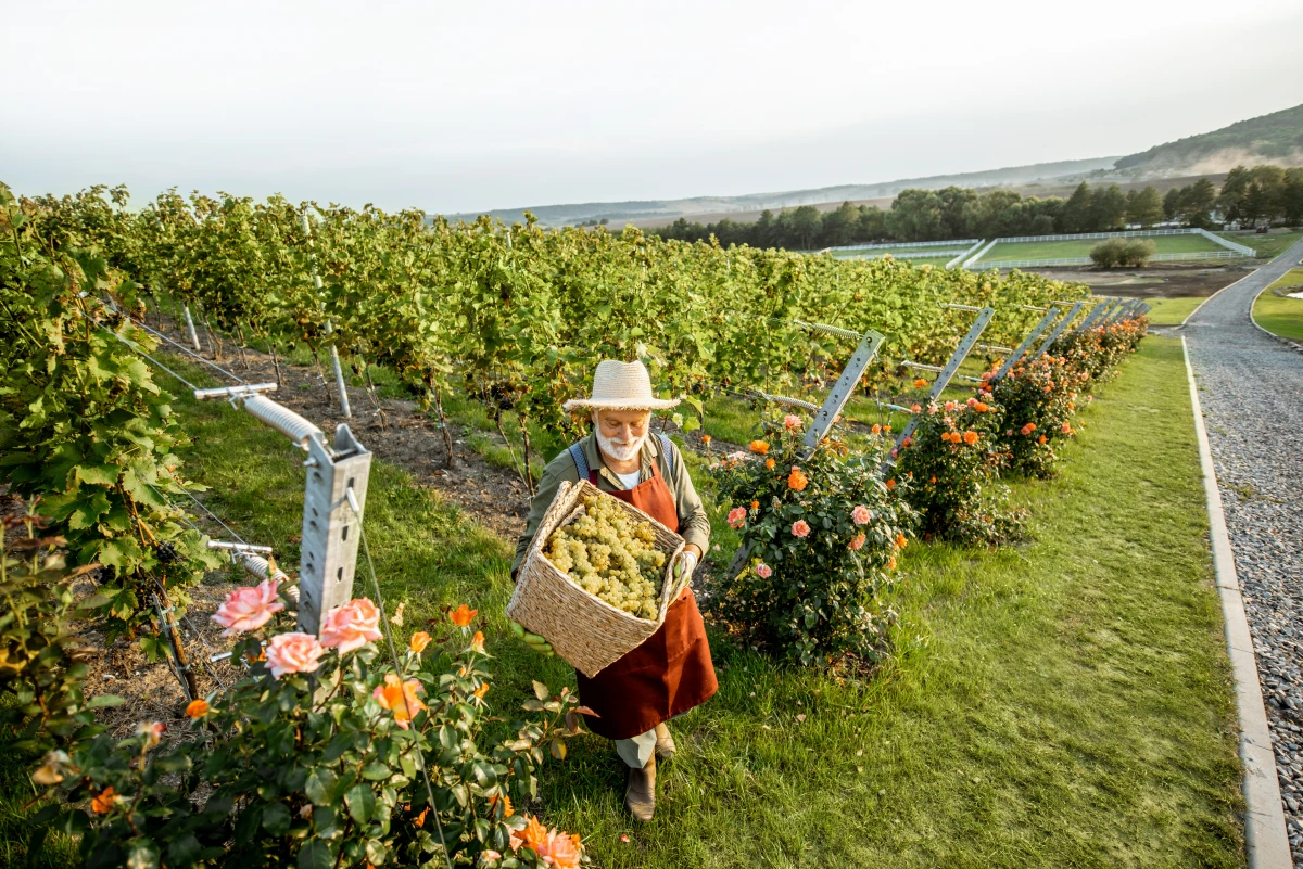 CDD saisonnier : un incontournable pour les entreprises et travailleurs